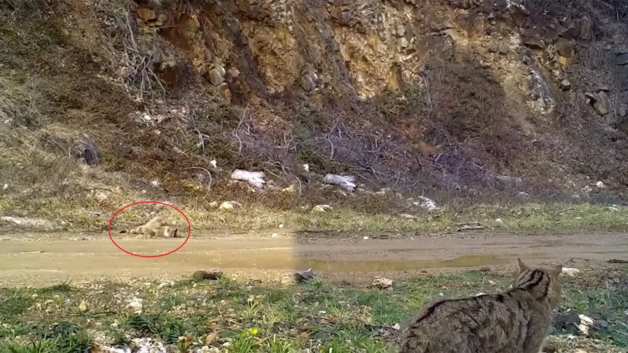 Nesli tehlike altındaki yaban kedisi fotokapana yakalandı