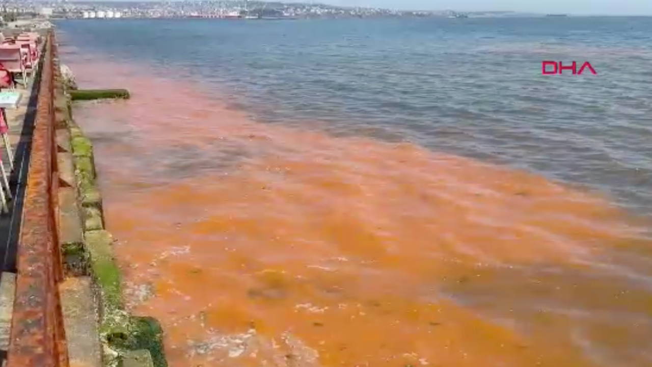 Marmara Denizi'nde alg patlaması: Sahil turuncuya döndü