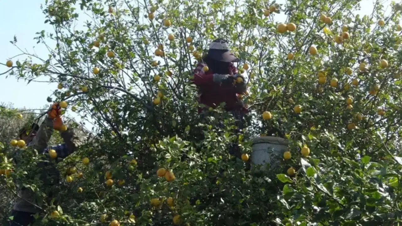 Mersin'de hasadın sonuna gelindi: Şifa deposunu kilosu 35 liradan başlıyor