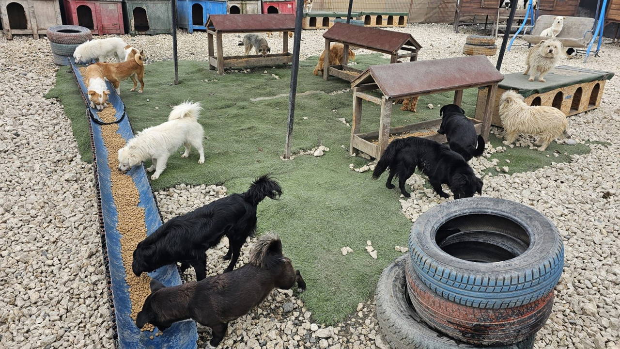 Potadan Patiye Projesi ile sokak hayvanlarına 4 tonu aşan mama desteği