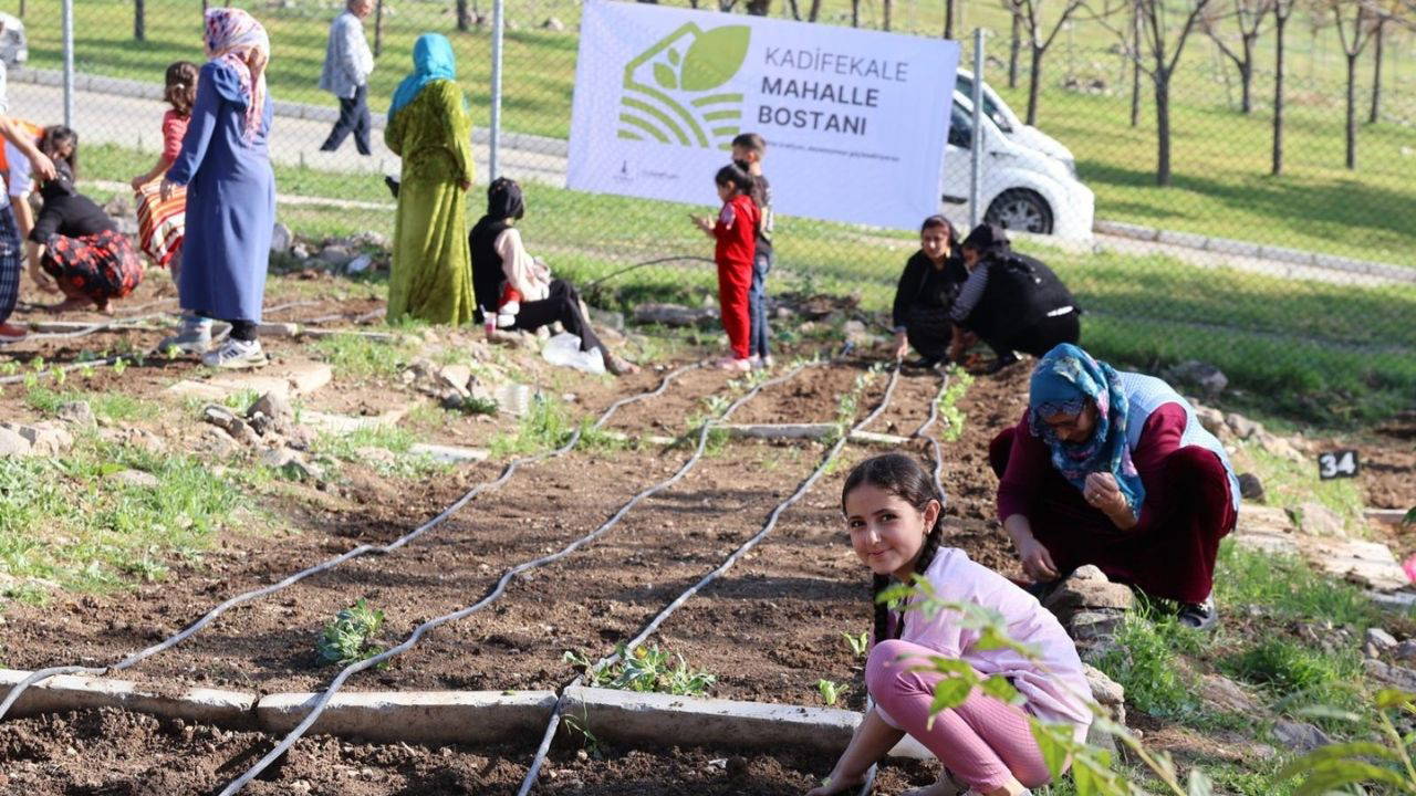 Mahalle bostanlarında kış dikimleri başladı