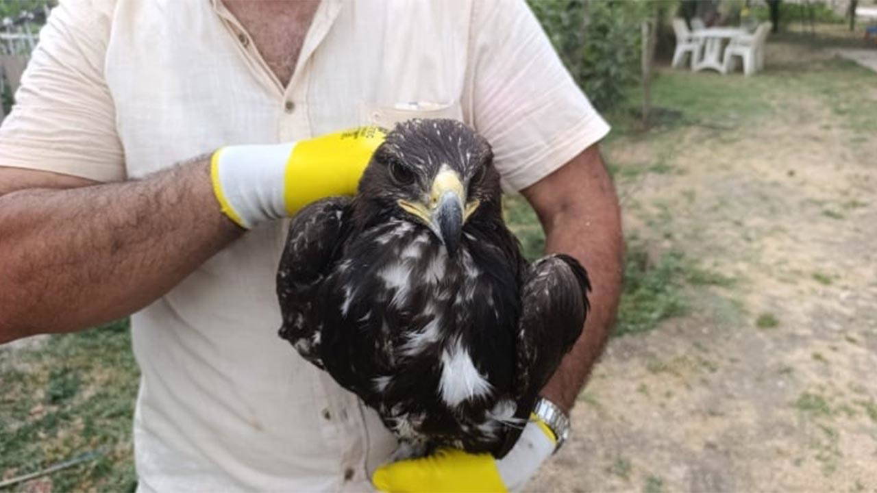 Tunceli'de nesli tehdit altındaki kaya kartalı kurtarıldı