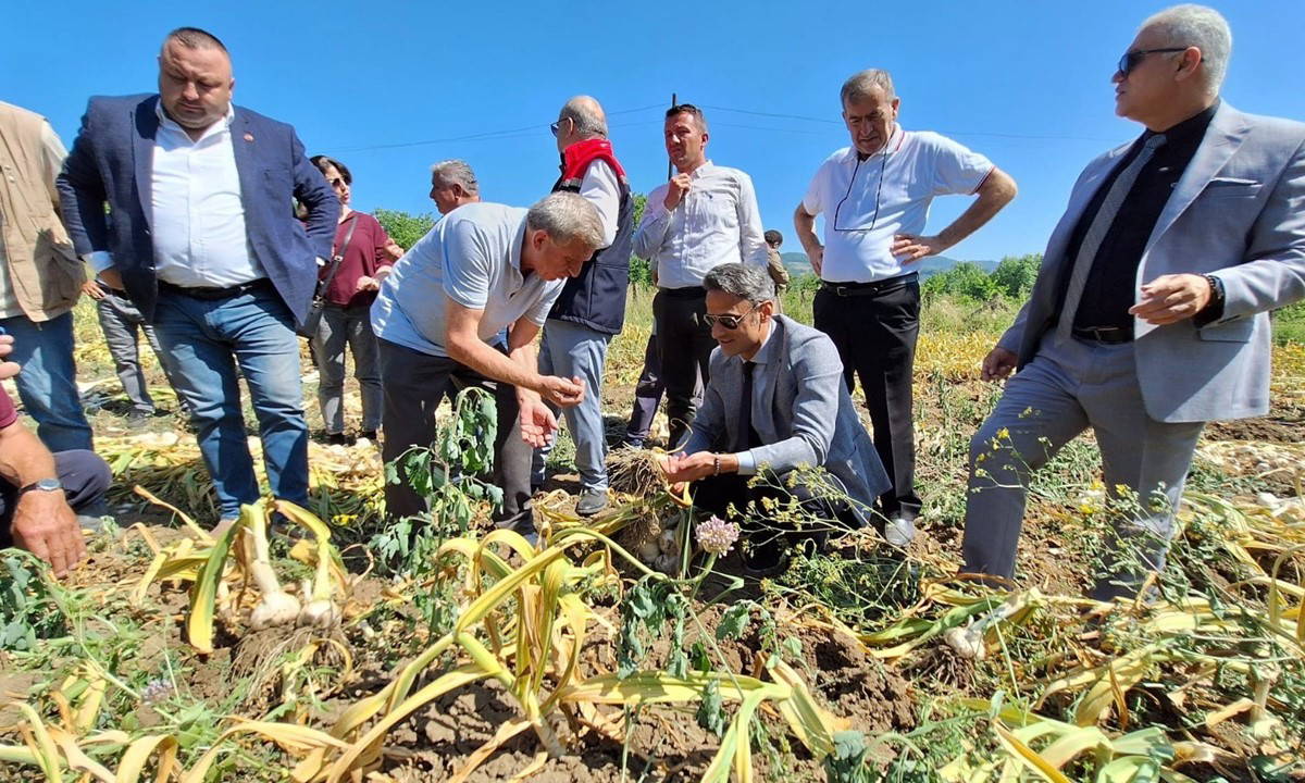 Zonguldak'ta ilk kez hasat edildi: 1,5 ton ürün alınması bekleniyor...