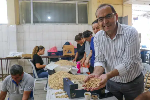 Gazipaşa'da nohut hasadı tamamlandı