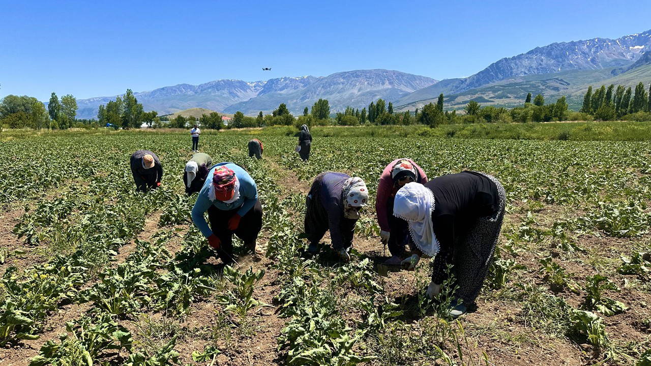 Erzincan’da üretim başladı: Günün ilk ışıkları ile tarlaya gidiyorlar: Hasadı ekim ayında yapılacak!