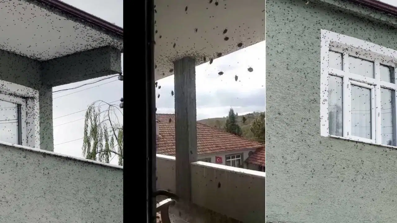 Sakarya'da kahverengi kokarcaya karşı ilaçlama yapılacak
