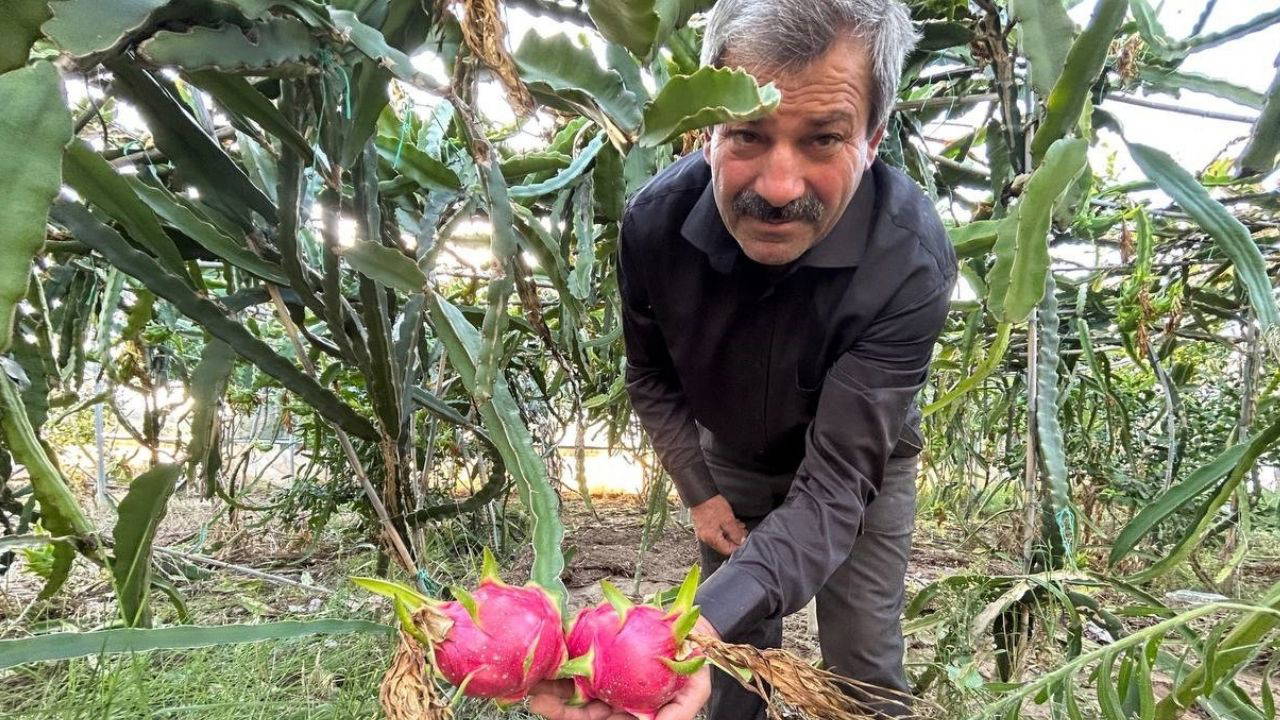 Türkiye'nin tarım merkezinde hasat başladı: Kilosu 180 TL
