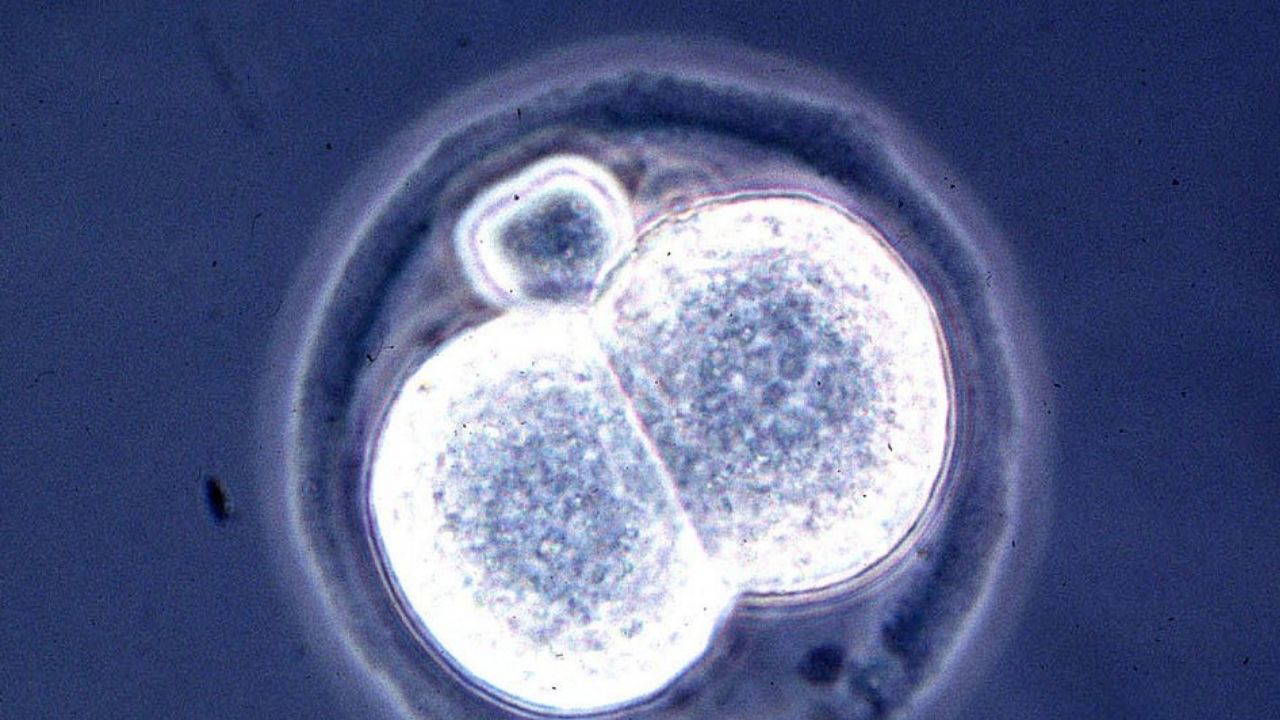 Bilim dünyası alarmda: Laboratuvarda üretilen embriyolar gerçeğe her geçen gün yaklaşıyor