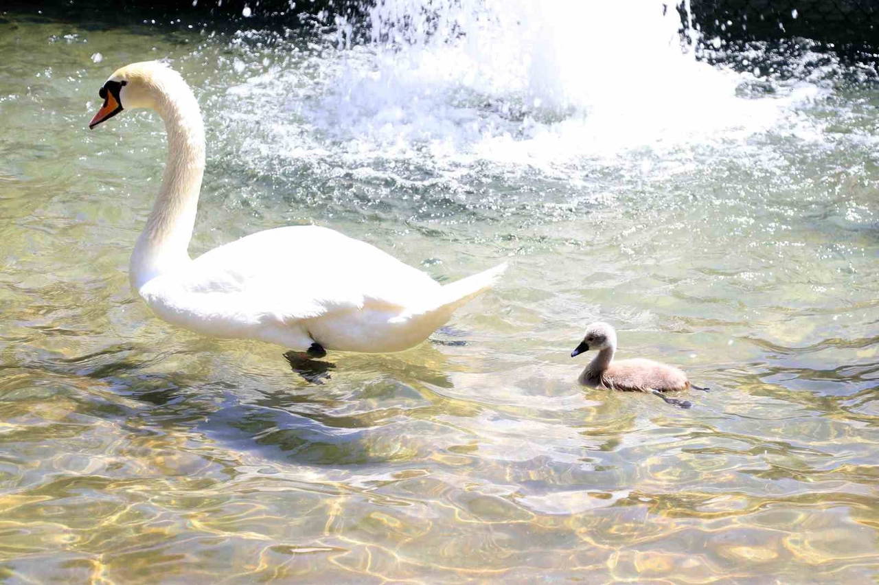  Kuğulu Park’tan sevindirici haber: 15 yıl sonra ilk kez beyaz kuğu doğdu