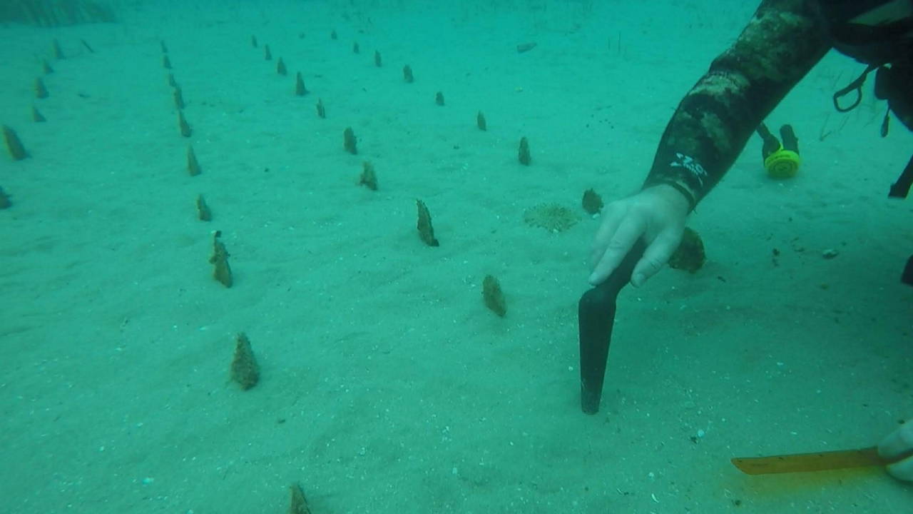 Nesli kritik tehlike altında... 