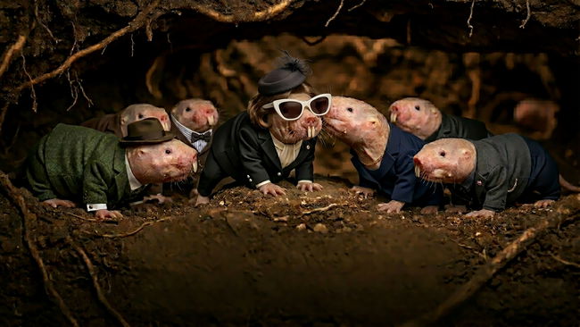 Araştırma: Farelerde 'iktidar hırsı' ve 'güç devri'