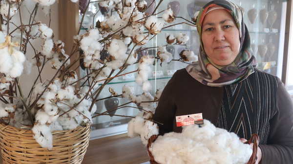 Adana yetiştirildi: Daha erken hasat ediliyor, lif kalitesin yüksek