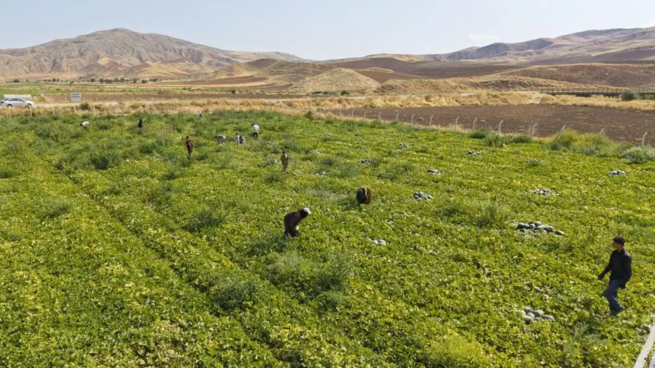 Kavun hasadı geçen seneyi geride bıraktı: Rekolte de kalite de yükseldi