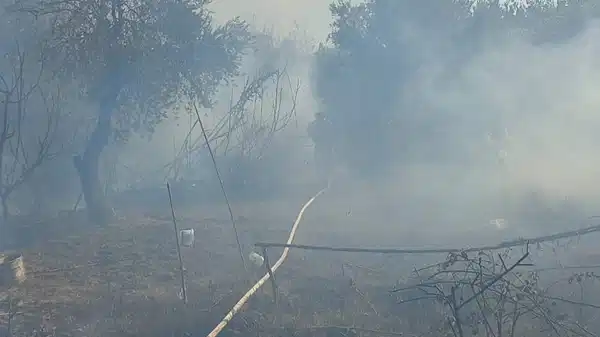 Antakya'da zeytinlik alanda yangın!