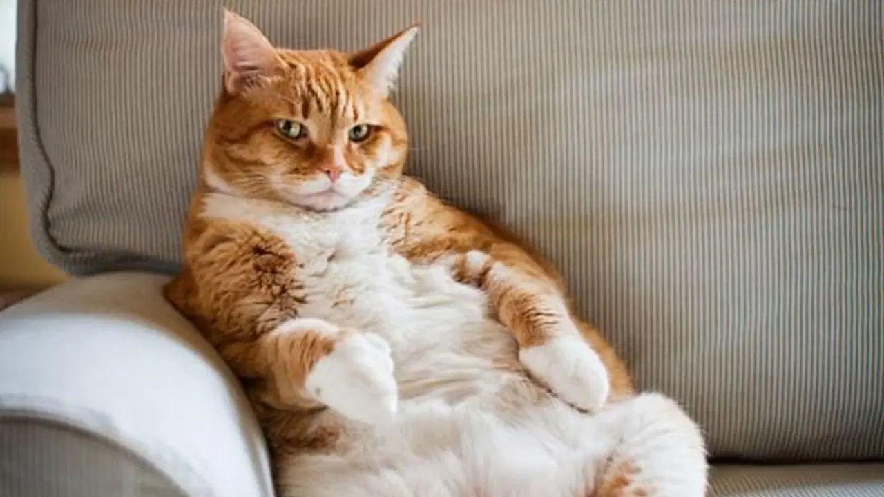 Evcil hayvanlarda obezite alarmı: Kedilere özel kilo verdiren ilaç geliştirildi