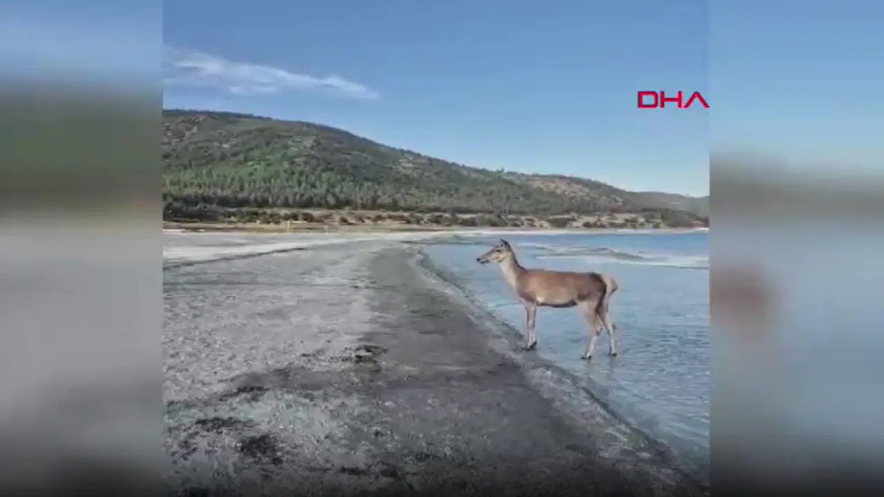 Nesli tehlikede altında... Kızıl geyik halk plajında görüntülendi!
