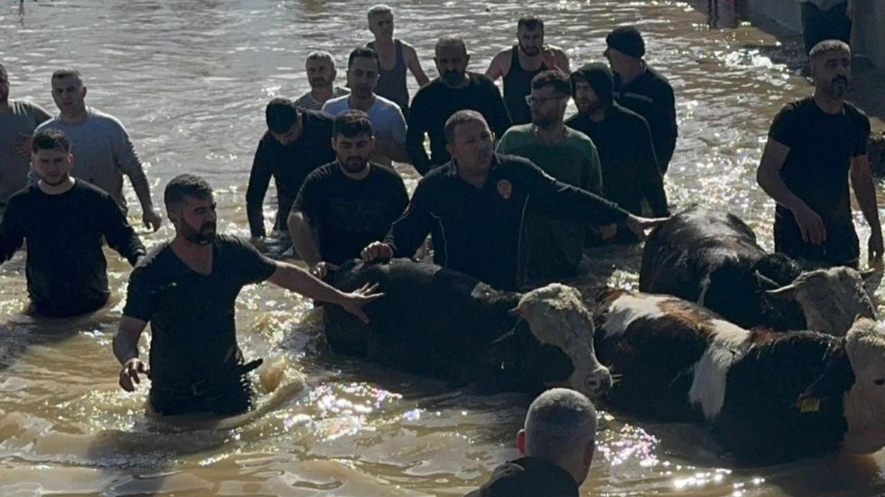 Gediz Nehri taştı: 44 yurttaş 127 besi hayvanı kurtarıldı