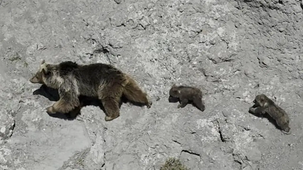 Bozayı ve yavrularının 'dron' ile imtihanı!