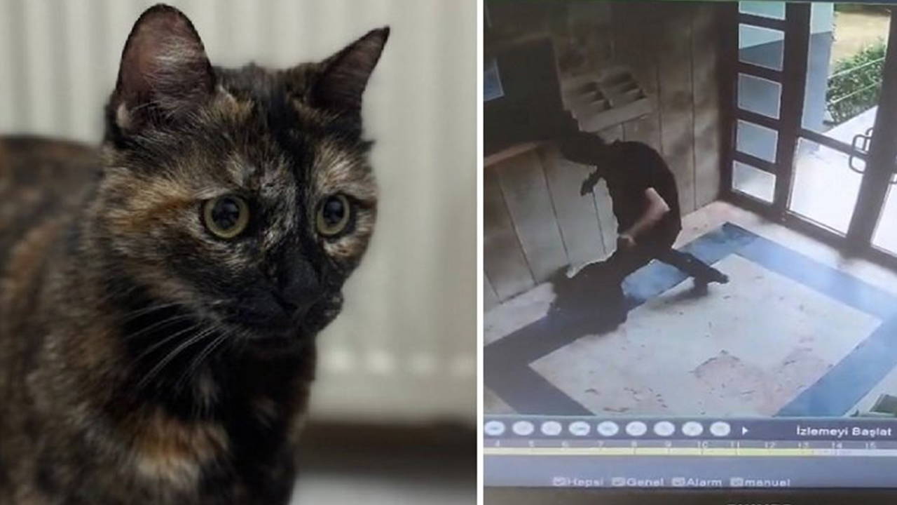 'Cezve' adlı kediyi öldüren Burak Alan hakkında dava açıldı
