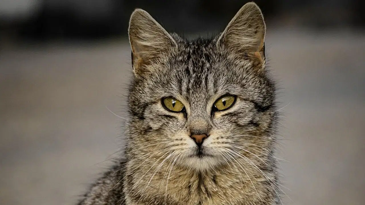 Ümraniye'de acı olay: Kediler terk edilmiş evde açlıktan öldü