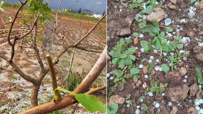 Gaziantep’te fırtına ve dolu fıstık ve zeytin bahçelerinde zarara neden oldu