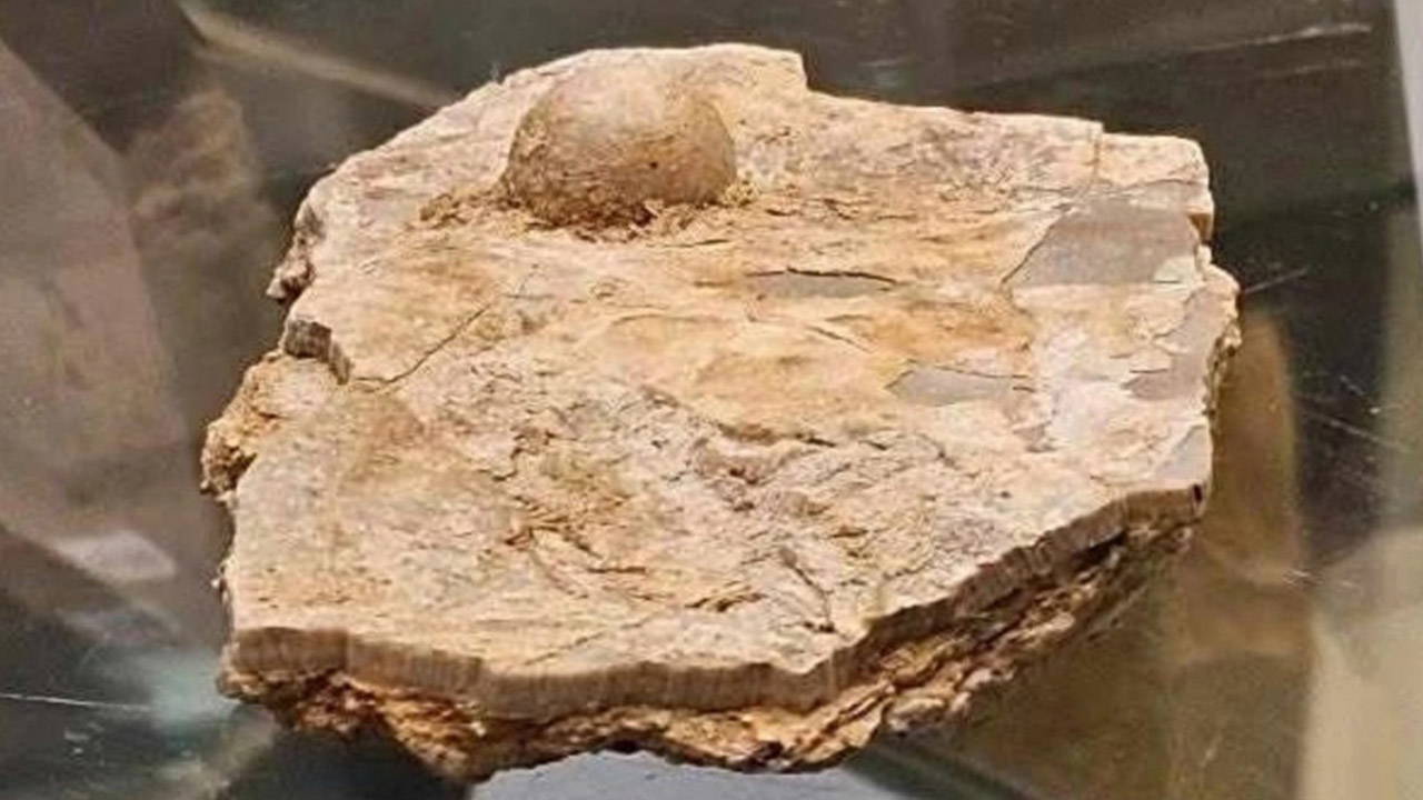 Bilim insanlarını heyecanlandıran keşif: Avustralya’da 100 milyon yıllık fosil inci bulundu