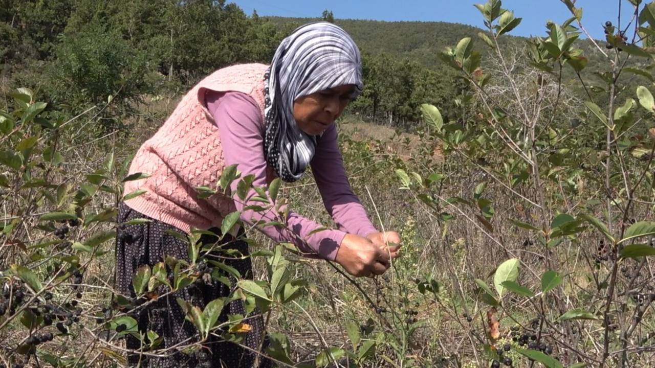 Oğlunun sözünü dinledi, 2,5 dönümden servet çıkardı! Talabe yetişemiyor...