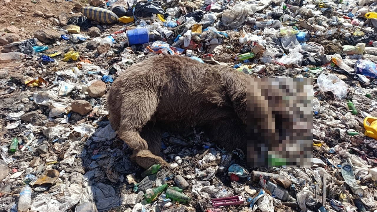 Kiğı'da ayı katliamı: Vurulmuş halde ölü bulundular