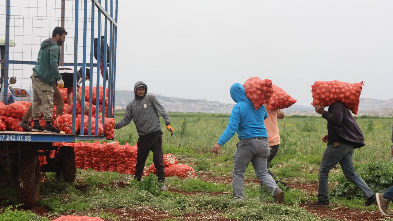Sınırın sıfır noktasında hasat başladı: 81 ile kamyonlarla gönderiliyor