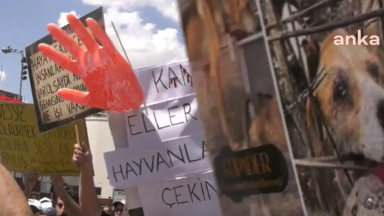 Yavru köpeklere tecavüz edip katleden doktora hapis cezası