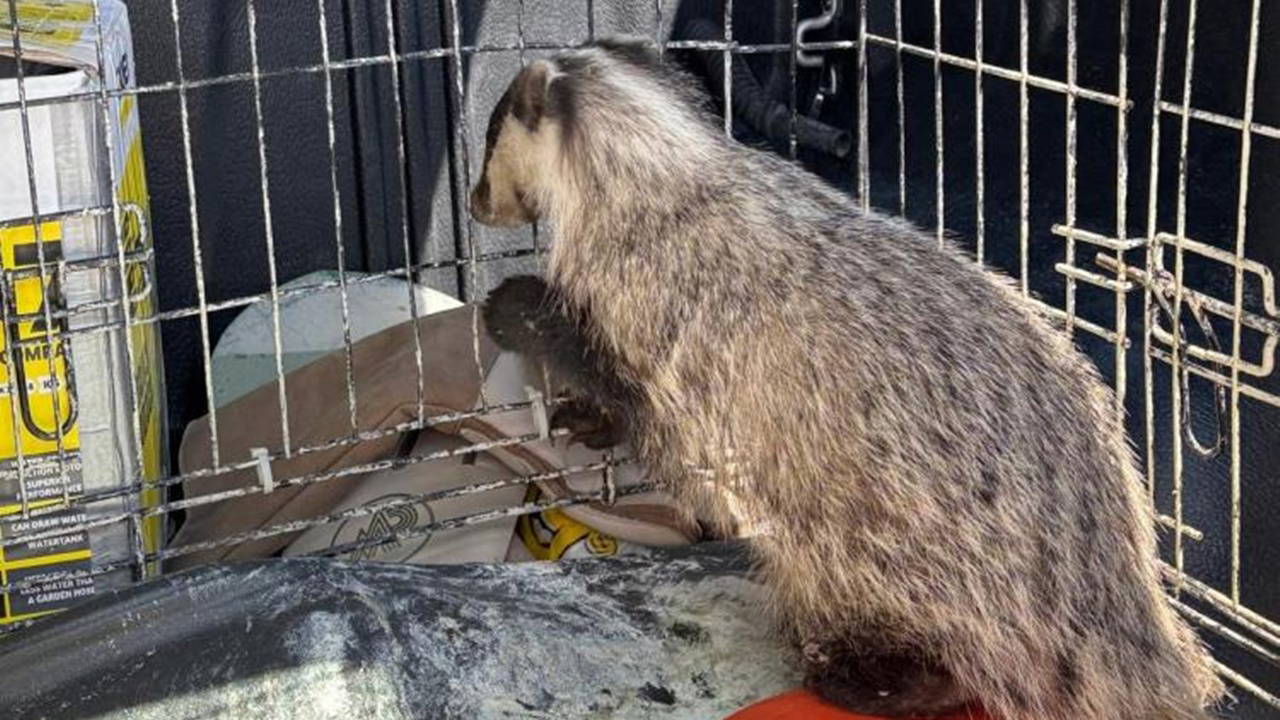 Strese girip psikolojisi bozulan porsuk, tedavi edildi
