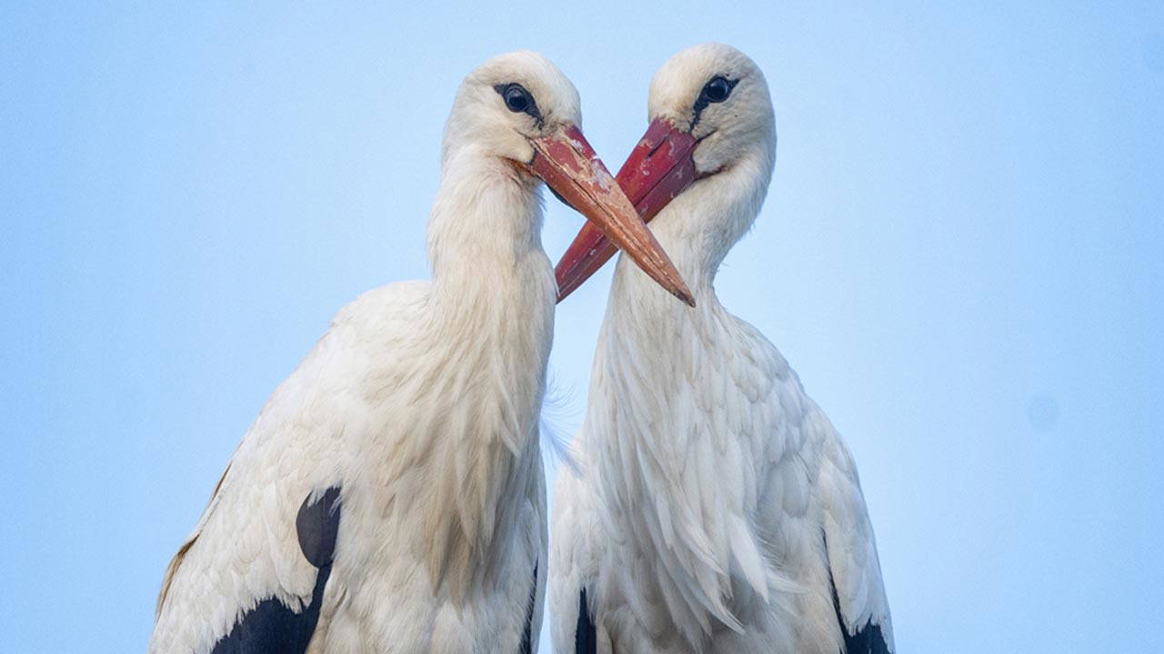 Adem Amca’nın çatısında bayram havası: Yaren leyleğin eşi Nazlı geldi