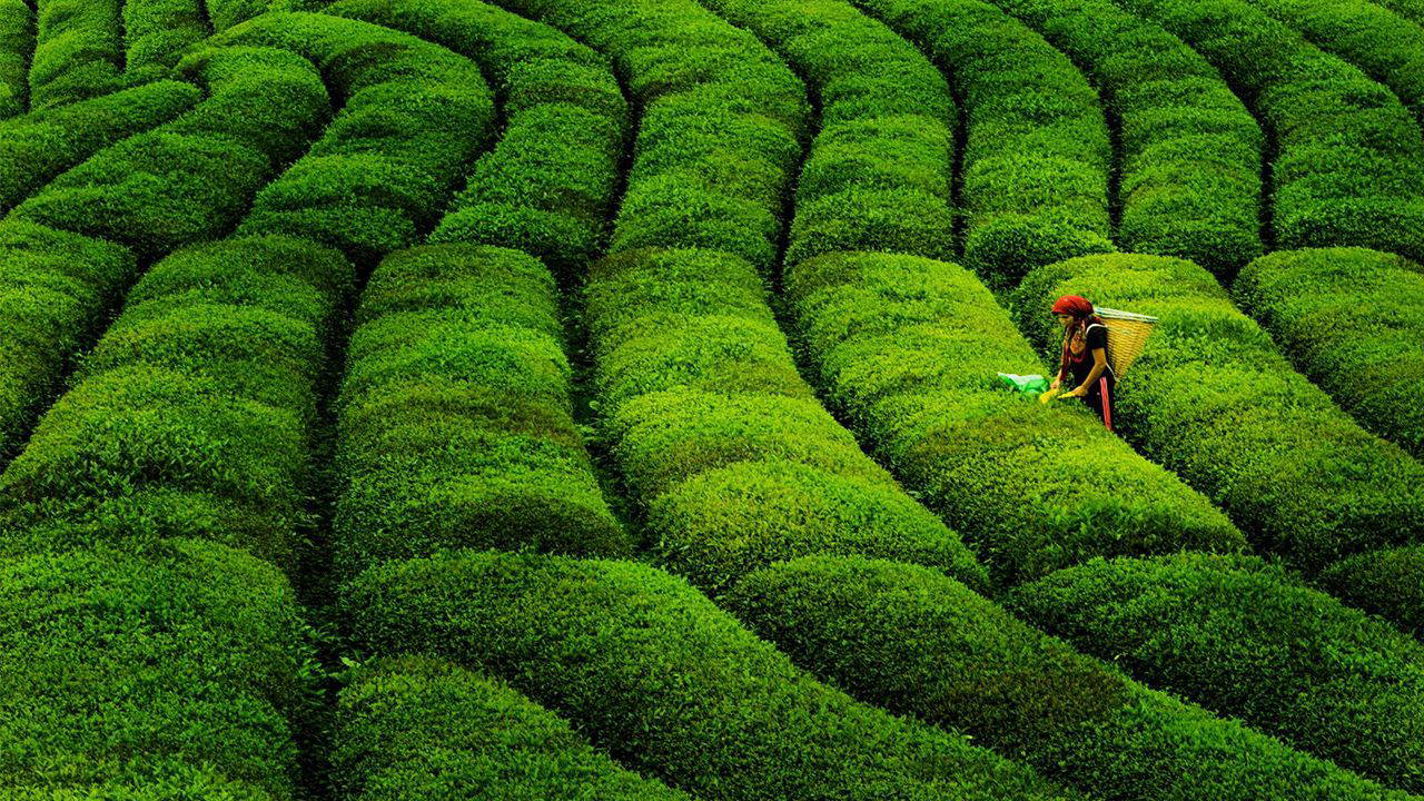 Rekabet Kurulu onayı geldi: Dev çay markası Türkiye'den resmen çekildi