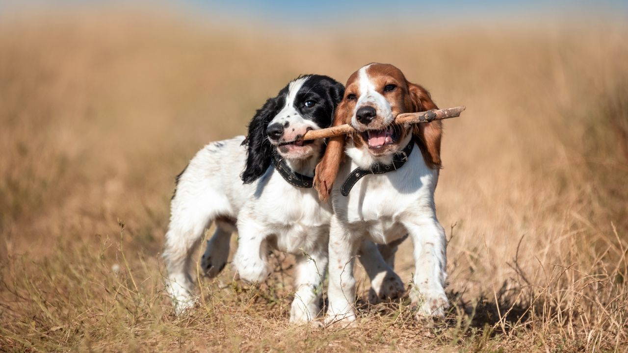 Evcil hayvan sahiplerinin dikkat etmesi gereken 10  püf nokta