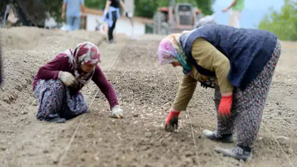 Dünyanın en pahalı baharatının ekimi başladı: Kasam ayında hasat edilecek! Kilosu 450 bin lira....