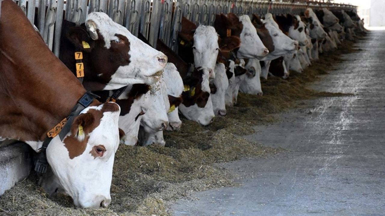 Şap hastalığı nedir? Şap hastalığı nasıl bulaşır? Şap hastalığı insana geçer mi?