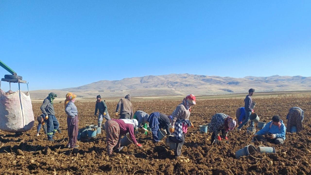 Malazgirt'te ilk defa ekildi, çiftçinin umudu oldu! 20 işçi tarafından özenle toplanıyor...
