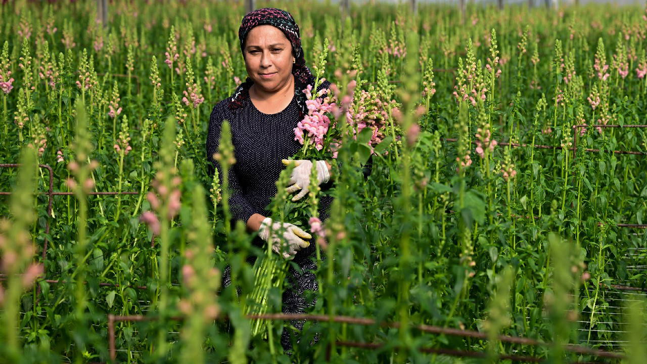 Karanfile alternatif olarak üretildi: Deneme amaçlı ekildi, Avrupa pazarında yer buldu!