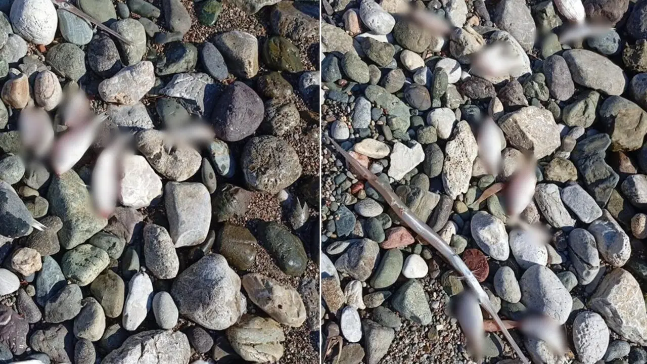 Bölge tedirgin: Çok sayıda ölü balık kıyıya vurdu