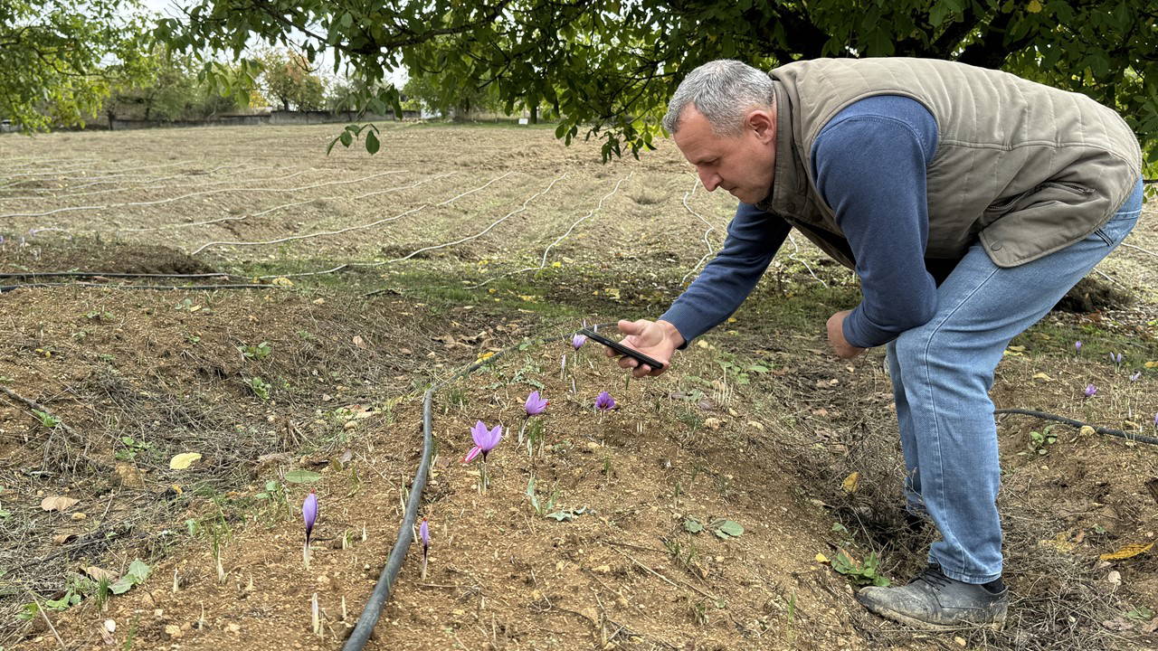 Bu sene erken çiçek açtı: Kilosu 450 bin TL!
