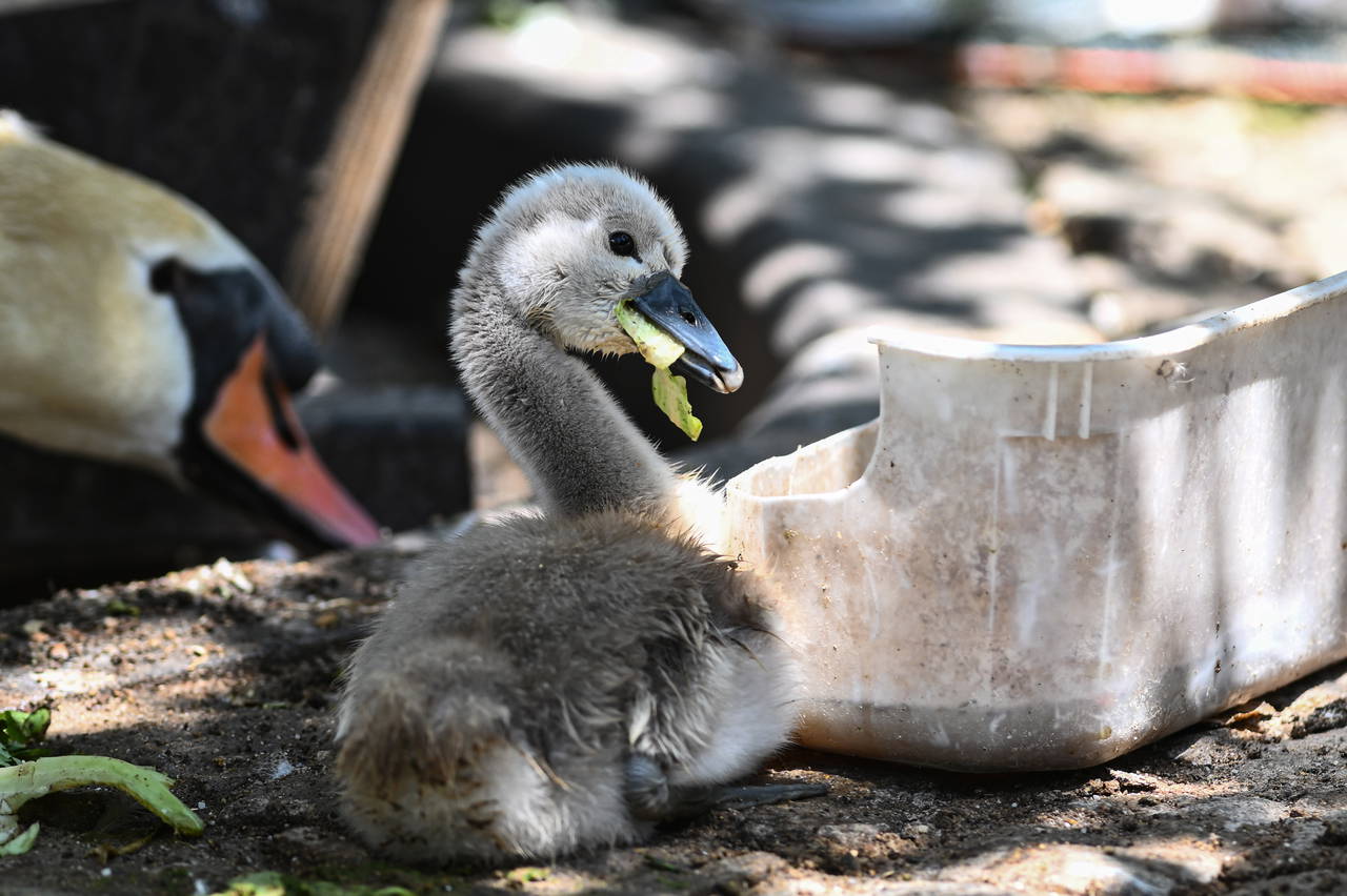  Kuğulu Park’tan sevindirici haber: 15 yıl sonra ilk kez beyaz kuğu doğdu