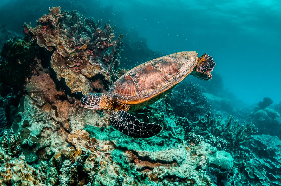 Dünya sessizce eksiliyor: Nesli tükenmekte olan 20 hayvan türü