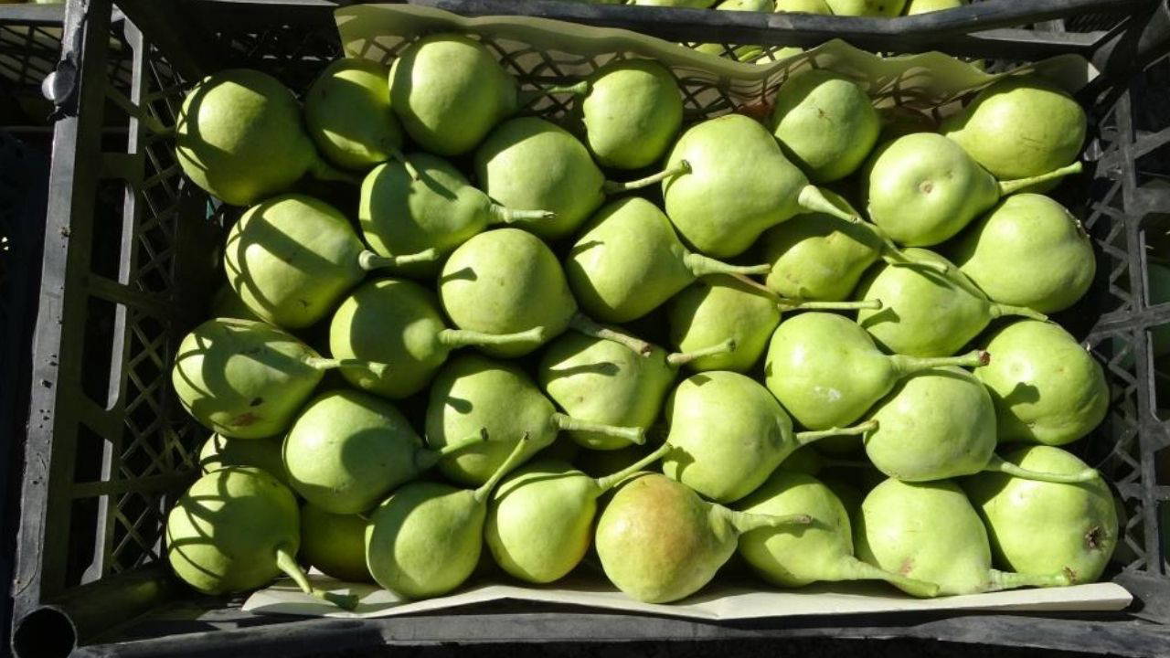 Malatya'da tescilli armut hasadı başladı: Kilosu 70 TL'den alıcı buluyor