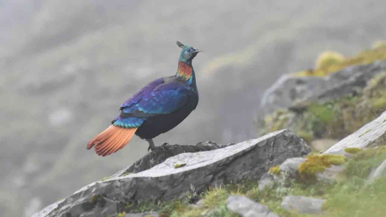 Himalayalar’da insan baskısı kuşların sesini değiştirdi