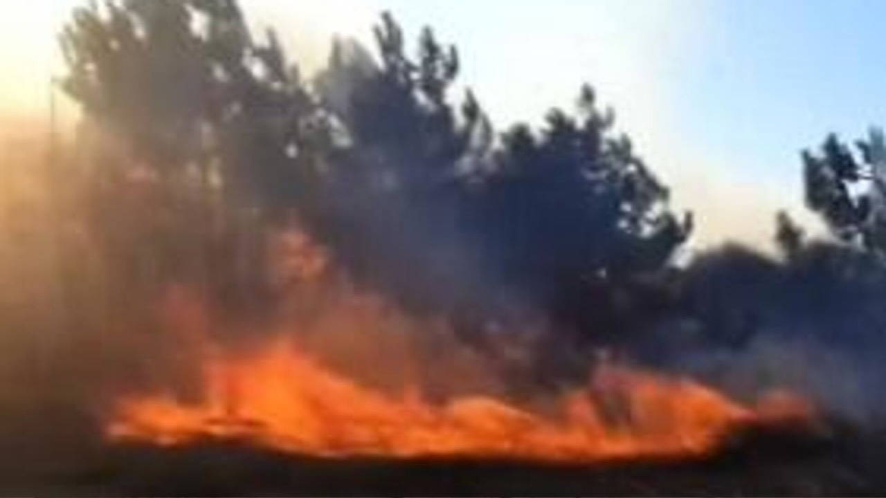 Bursa'daki orman yangını kontrol altına alındı