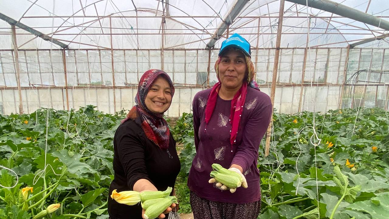 3,5 dönümden Avrupa’ya ihracat: Kilosu 50 TL'ye düştü