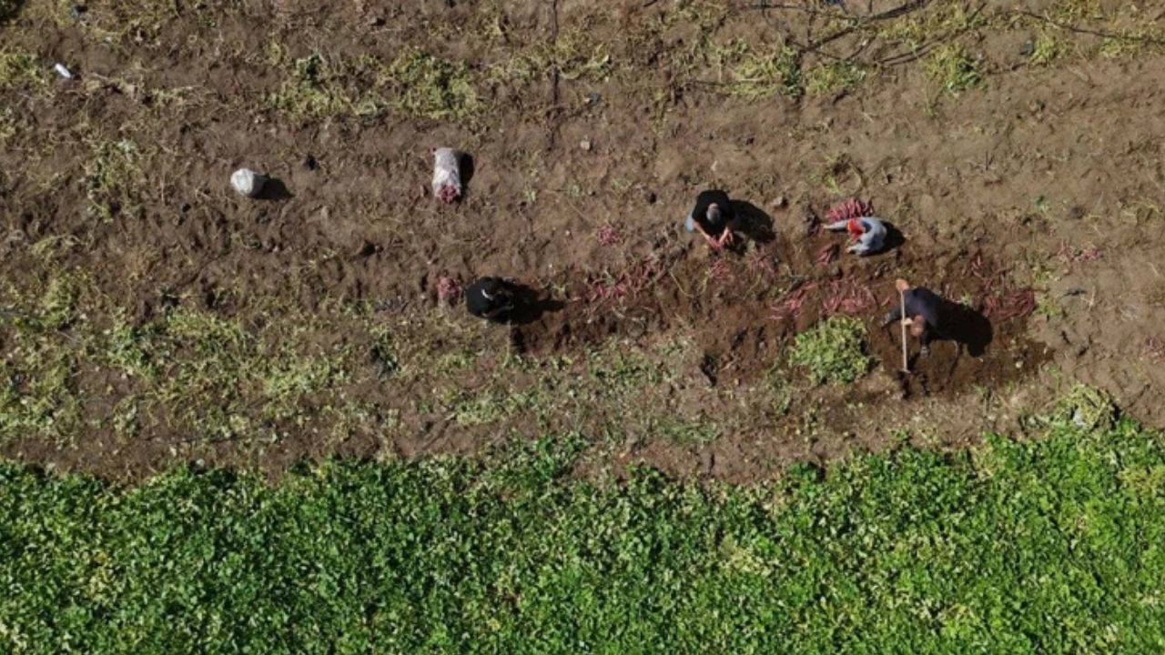 Hatay'da hasat başladı: Tarlada kilosu 35 TL