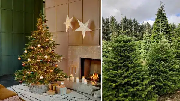 Yılbaşı ağacı: gelenek, anlam ve çevresel sorumluluk