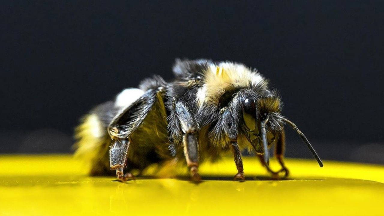 Küresel ekolojik kriz derinleşiyor: İşte, kaybolduğunu fark etmediğimiz 7 şey!