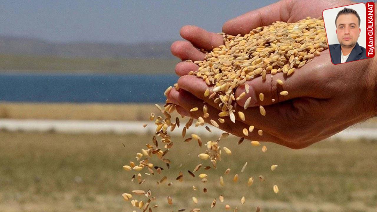 TMO’nun fiyatları aşağı çekmesi, çiftçiyi tüccara düşürdü: ‘TMO ürünümüzü almamak için elinden geleni yapıyor’
